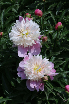 芍药花