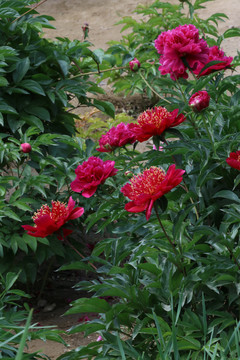 芍药花