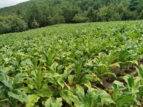 烟草产业烤烟种植基地