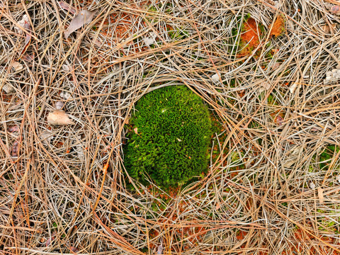 青苔藓松针