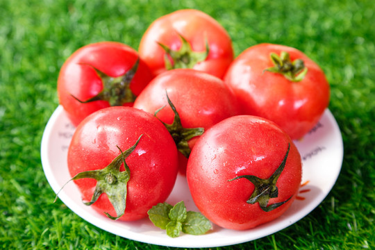 草地上的一堆新鲜西红柿
