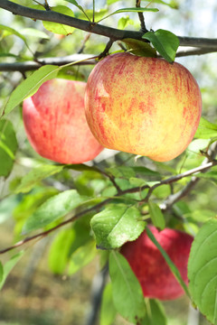 树上挂着冰糖心苹果