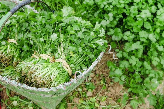 地里种着蔬菜