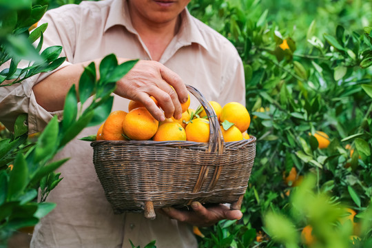农民手里拿着橘子
