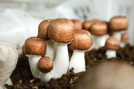 土里的蘑菇