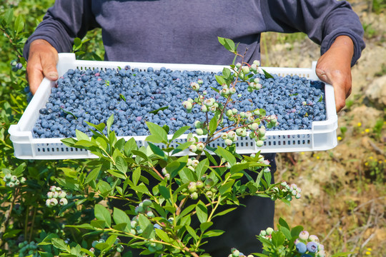农民正在采摘蓝莓