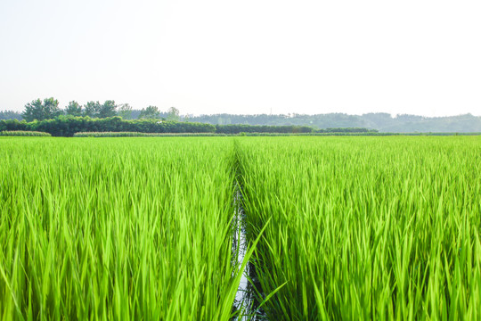 田里种着稻谷