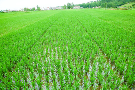 农田里种植的水稻
