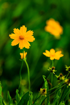 金鸡菊