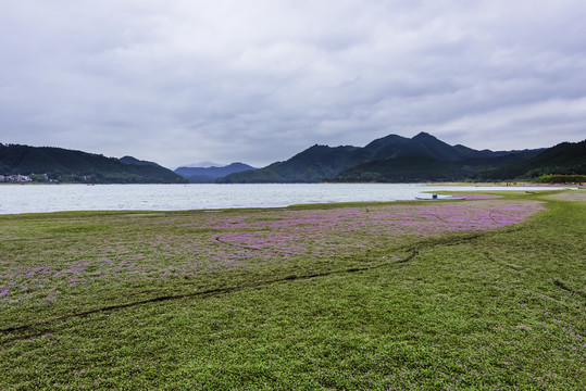 蓼子花开