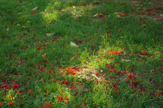 石榴花瓣