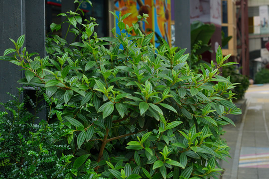 植物