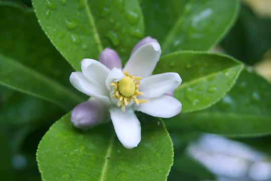 柠檬树花