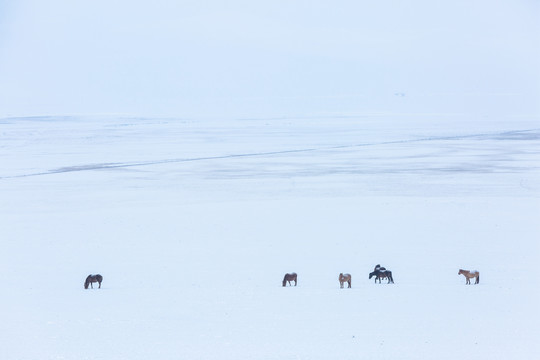 冬季草原雪原马群