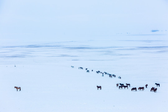 冬季草原雪原蒙古马