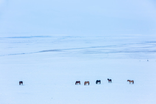 冬季草原马群
