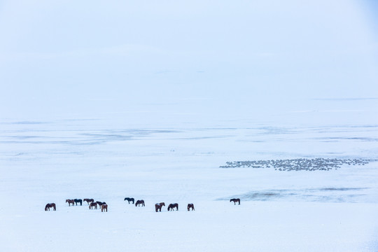 冬季雪原马群羊群
