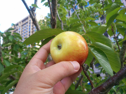 青红苹果