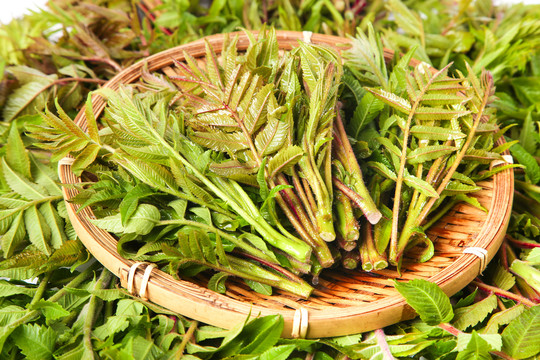 浅底上放着沂蒙山香椿芽