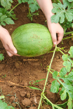 农地里种植的西瓜