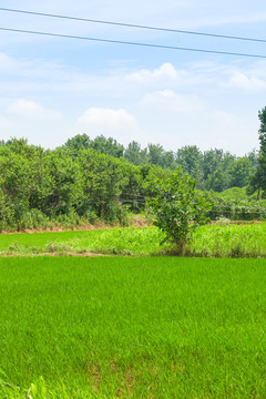 一片农田地