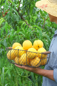 农民手里端着刚采摘的黄桃