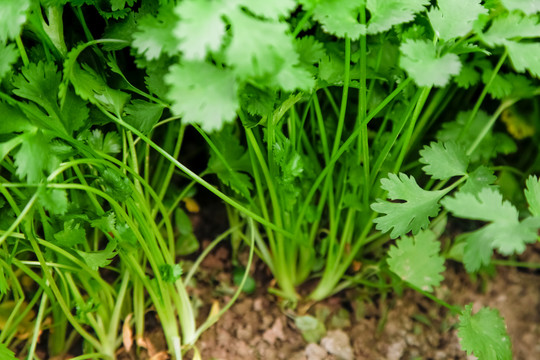 地里种着蔬菜