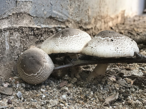 菌类