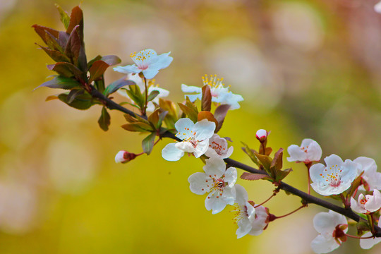 白色小花