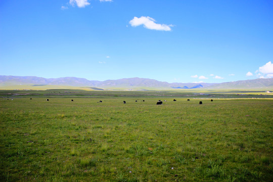藏区草原