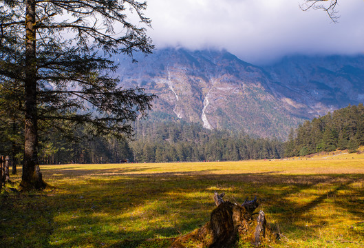 亚高山牧场