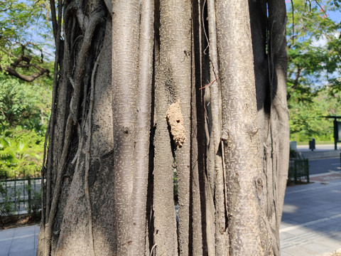 树上昆虫巢穴