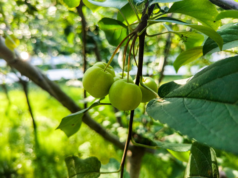 新鲜红富士苹果