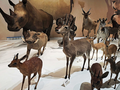 自然博物馆非洲野生动物标本