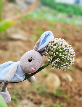 小兔子玩偶