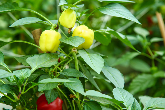 大棚里种植物的蔬菜