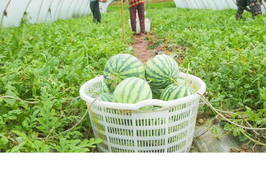 大棚里种着西瓜