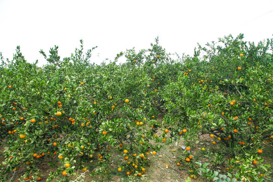 橘子种植基地