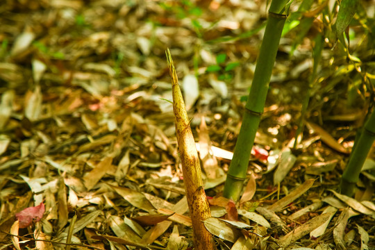 竹林里生长的笋尖