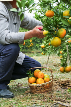 果园里的橘子
