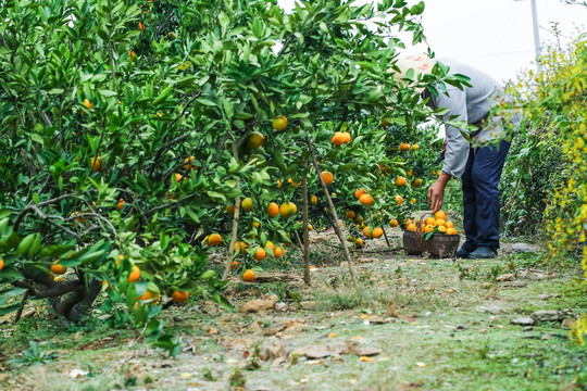 橘子种植基地