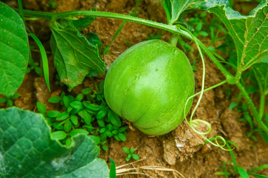 农田里种植的香瓜