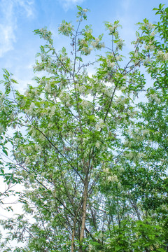 槐树槐花