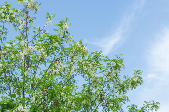 槐树槐花