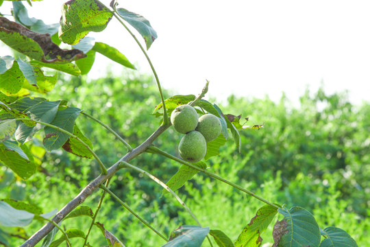 一颗核桃树