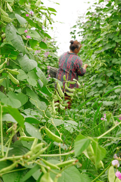 农民正在摘扁豆