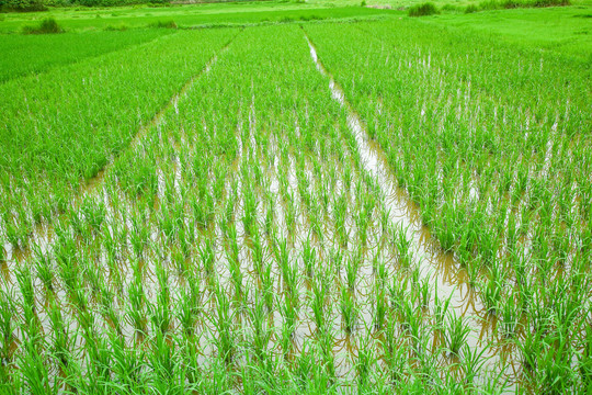 农田里种植的水稻