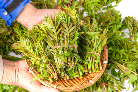 浅底上放着沂蒙山香椿芽