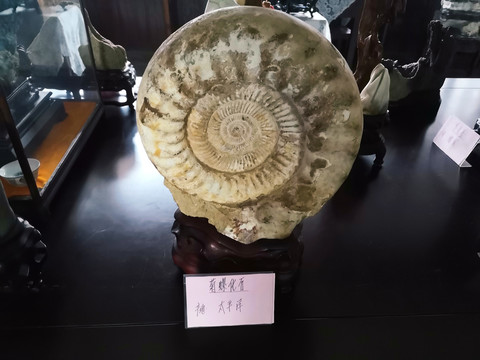 菊螺化石