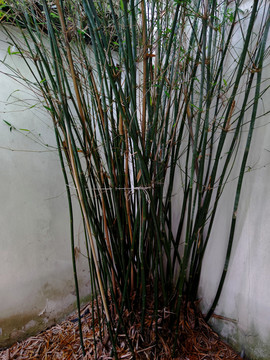 墙角的竹子